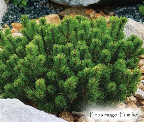 Photo of the leaves of Mugo Pine (Pinus mugo subsp. mugo 'Pumilio ...