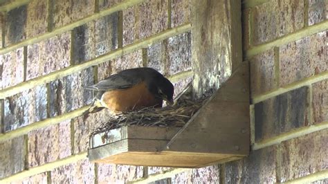 Do it Youself Best Ever Robin Nest Box, Mother Robin feeds chicks and removes waste sack - YouTube