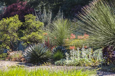 15 Best Plants for Drought-Tolerant Gardens