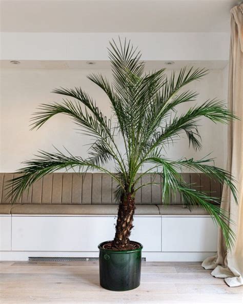 20 Beautiful Indoor Palm Trees To Create Your Home Oasis - Curbly