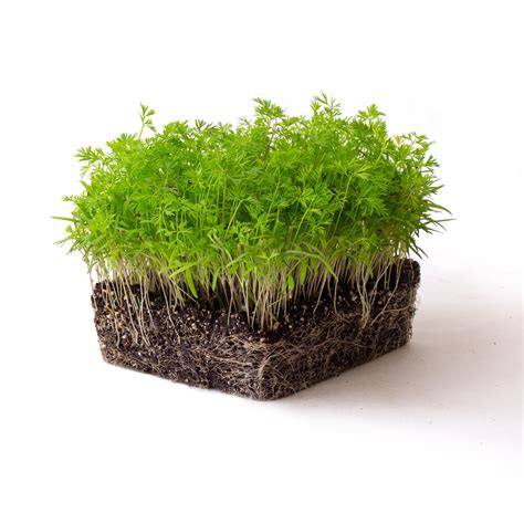 Carrot Microgreens Seeds - 4 Oz - Non-GMO Micro Greens Seeds - High Germination - Premium Seed ...