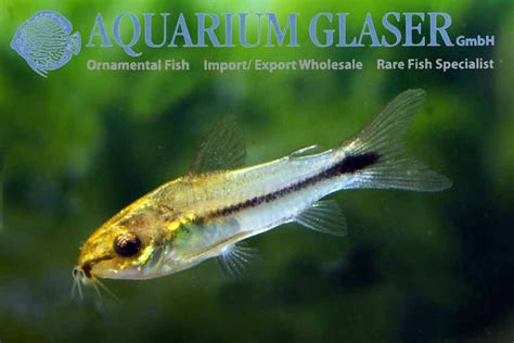 Corydoras pygmaeus - Aquarium Glaser GmbH