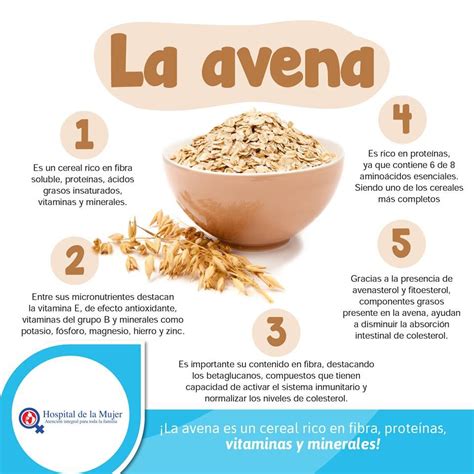 Todo Sobre La Avena Propiedades Beneficios Y Su Uso En La Cocina | Porn Sex Picture