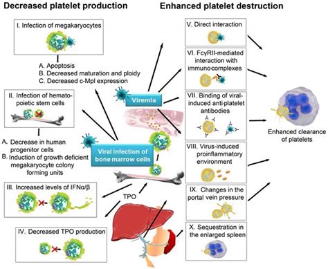 10 Causes of Low Platelets: An Alarming Fact