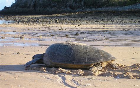 Flatback Turtle | Oceana