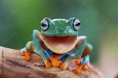 Portrait of a Javan gliding tree frog with mouth open, Indonesia Stock Photo | Adobe Stock