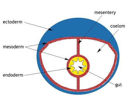 Two important kinds of body cavity or coelom with examples