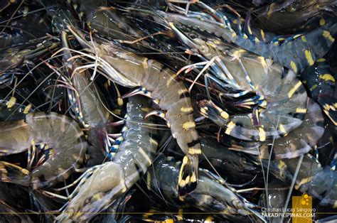 METRO MANILA | Getting Fishy at the Navotas Fish Port - Lakad Pilipinas