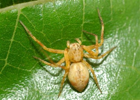 Yellow Lynx Spider - Oxyopes variabilis