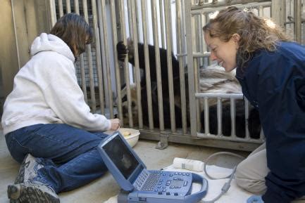 National Zoo’s Giant Panda Is Not Pregnant | Smithsonian Institution