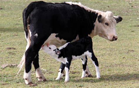 Palau, mucche uccise per ordine del sindaco. Gli animalisti: "Lo denunciamo" - sardiniapost