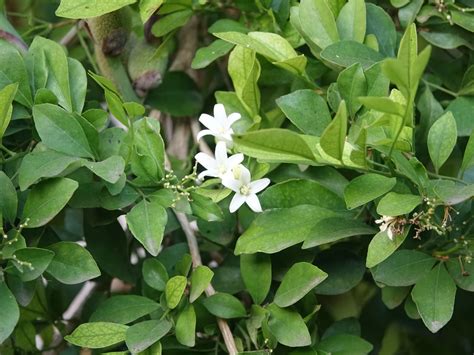 A complete guide to the scented chameli flower & plant – TrustBasket