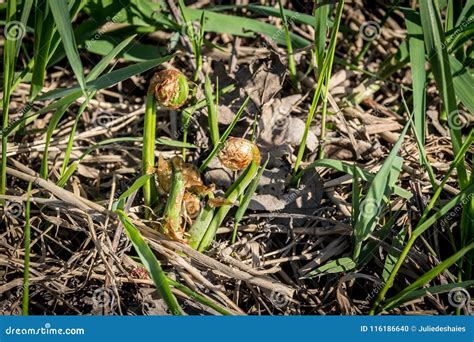 Edible fiddlehead fern stock photo. Image of seasonnal - 116186640