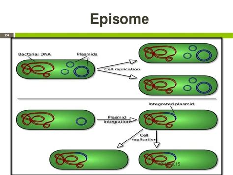 Bacterial genetics 2015 December Second MBBS students Microbiology