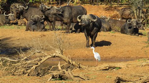 Kruger Park Explorer – African Wildcats Travel