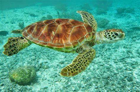 Faune marine et poissons de La Réunion - Habiter La Réunion