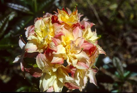 Photo #24187 | Cannon's Double Exbury Azalea | plant lust