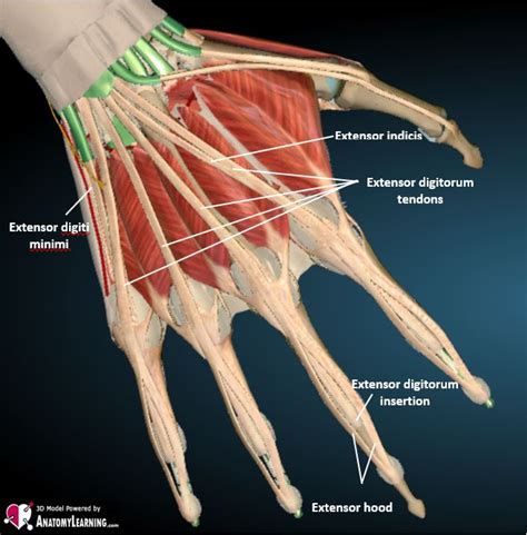 Hand-Finger normal – ULTRASOUNDPAEDIA