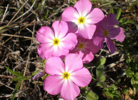 15 Incredible Texas Wildflowers You Should Know