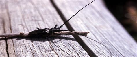 Pest of the month: Wood borer beetle | The Specialists