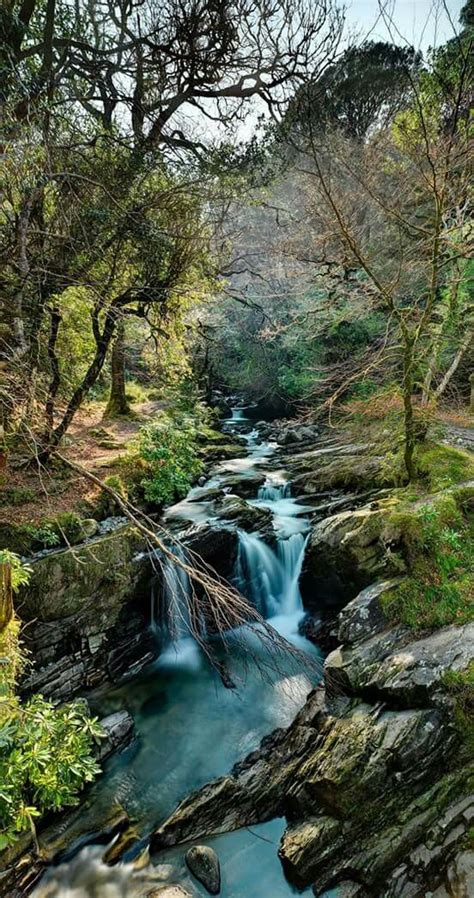 Killarney National park, Ireland | National parks, Forest photos, Solo ...