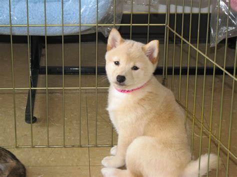 Cream Shiba Inu puppy | Posing for the camera and stealing o… | Flickr