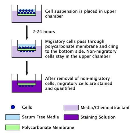 CytoSelect Cell Migration and Invasion Assay 8 um Assay Kit - MyBioSource