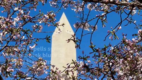 Cherry blossoms bloom in Washington, DC - One News Page VIDEO