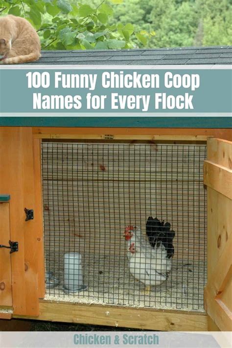 100 Funny Chicken Coop Names for Every Flock