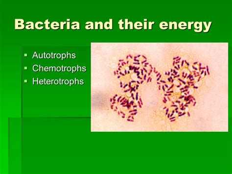 Chemotrophs