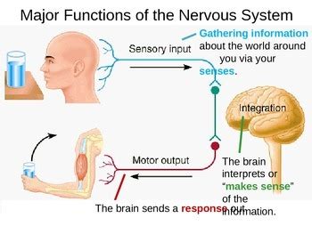 Stimulus and Response by Powerful Points | TPT