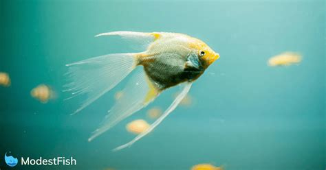 Aquarium Fish Disease Guide: Symptoms & Treatments