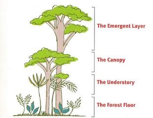 Amazon Rainforest Facts: Lesson for Kids | Study.com