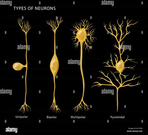 Illustration de l'étiquette de base les types de neurones, de gauche à ...