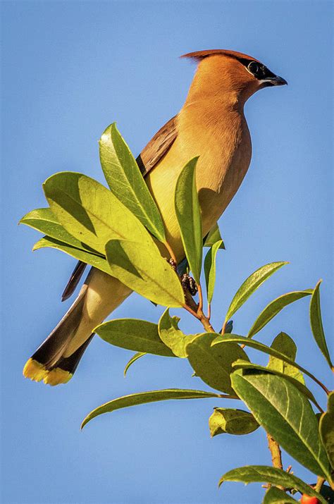 Perching Birds Photograph by George Capaz - Fine Art America