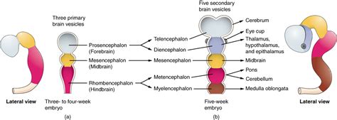 mind body soul: Three stages of brain development