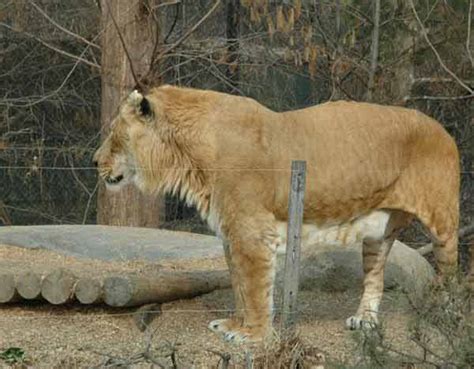 Liger Weights - Male vs Female Liger Weights