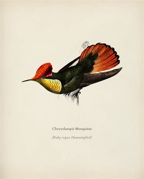 Pavonine quetzal (Pharomachrus pavoninus) ill.. | Free public domain illustration - 325033