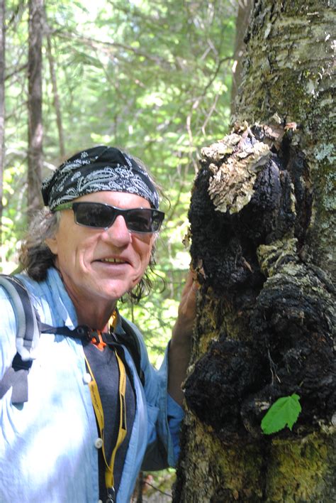 Chaga: New Rage in Herbal Remedies – North Bay | Steer to Northern Ontario