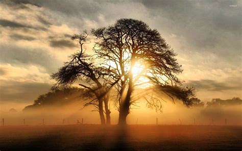 Misty sunrise behind the tree wallpaper - Nature wallpapers - #29179