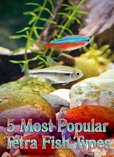 Tetra Fish Info: 5 Most Popular Tetra Fish Types