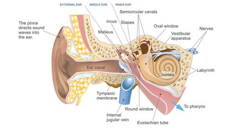 Auditory Sense (hearing) Diagram | Quizlet