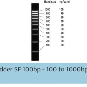 1 kb Plus DNA Ladder, NEB | 1Malaysia Bio Lab