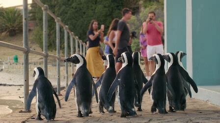 Watch Penguin Town | Netflix Official Site