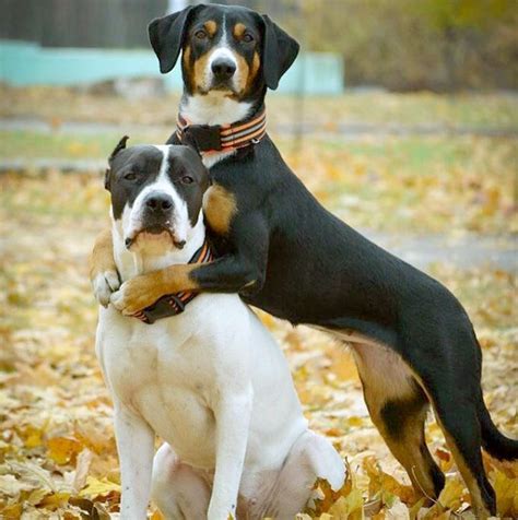 Entlebucher Mountain Dog Breed Information, Pictures, Characteristics ...