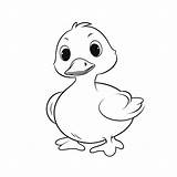 Duck Outline Pato Patos Canard Juan Patito Animalitos Faciles Colouring  sketch template