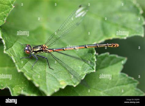 Damselfly with wings outstretched hi-res stock photography and images ...