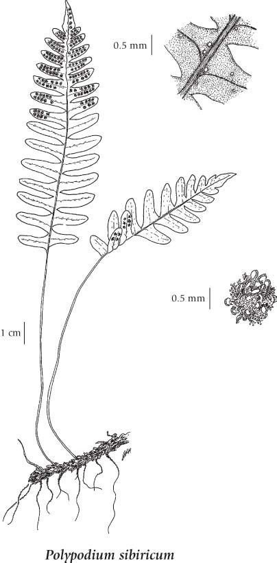 Pteridophyta