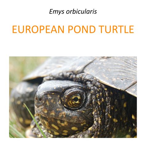 European pond turtle conservation program in Greater Poland – Fundacja ...