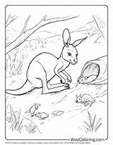 100  Kangaroo coloring Pages Free PDF To Print Woo Coloring sketch template